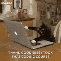 cat-coding GIF